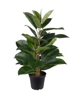 Fikus Robusta - Grønn - 50 cm - www.frokenfraken.se