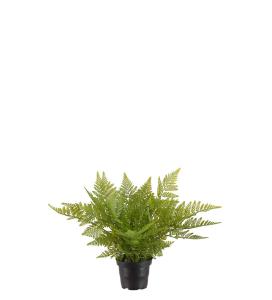 Ormbunke - Grønn - 30 cm - www.frokenfraken.se