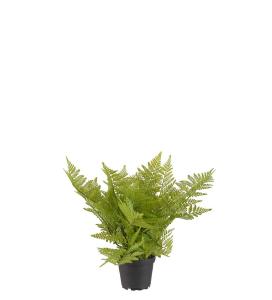 Ormbunke - Grønn - 30 cm - www.frokenfraken.se