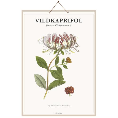 Skoleplansj Villkaprifol - L44 x B66 cm - www.frokenfraken.se