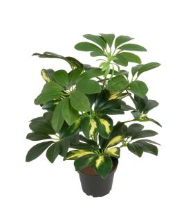 Schefflera - Grønn - 40 cm - www.frokenfraken.se