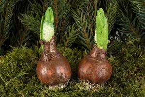 Vårløk - Sticks - 9,5cm - www.frokenfraken.se