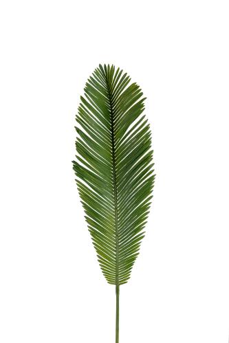 Cycas - Grønn - 70 cm - www.frokenfraken.se