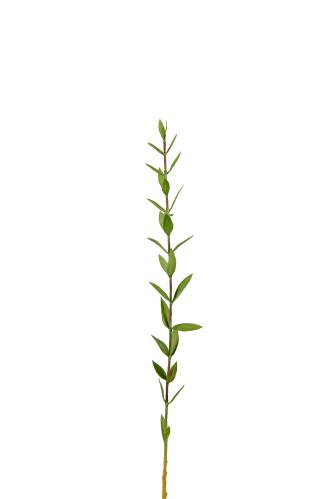 Eukalyptus - Grønn - 45 cm - www.frokenfraken.se