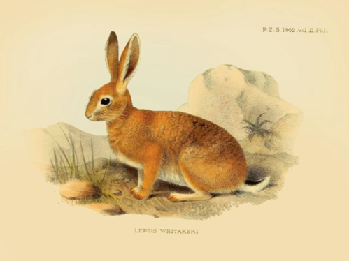 Plakat - Hare - 18 x 24 cm - www.frokenfraken.se
