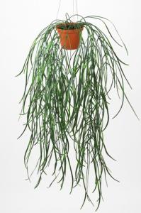 Hengende Plante - Hoya - 60 cm - www.frokenfraken.se
