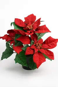 Julstjerne - Rød Grenad - www.frokenfraken.se