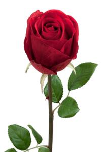Rose - Rød langstilket silkerose - 75 cm - www.frokenfraken.se