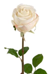 Rose - Hvit langstilket silkerose - 75 cm - www.frokenfraken.se