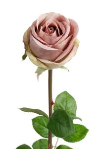 Rose - Langstilket silke rose - 75 cm - www.frokenfraken.se
