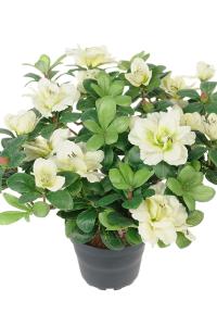 Azalea - Hvit - 25 cm - www.frokenfraken.se