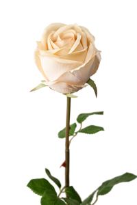 Rose - Kremfarget langstilket silkerose - 75 cm - www.frokenfraken.se