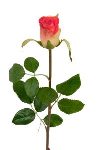 Rose - Tosidig silkerose - 50 cm - www.frokenfraken.se