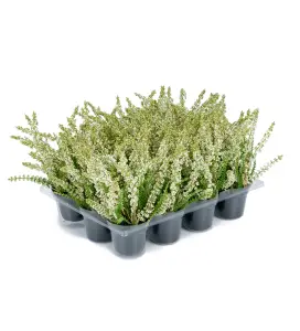 Ljung Vit - Konstplante - 18 cm - 1 stk - www.frokenfraken.se