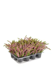 Ljung - 18 cm - 1 stk - www.frokenfraken.se