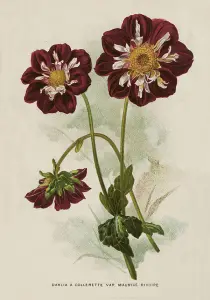 Plakat – Dahlia – 35 x 50 cm - www.frokenfraken.se