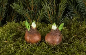 Vårløk - Sticks - 6cm - www.frokenfraken.se