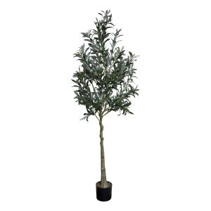 Oliventre – 170 cm - www.frokenfraken.se