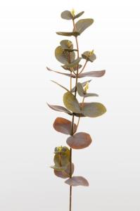 Eukalyptus - 40 cm - www.frokenfraken.se