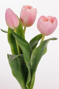 Tulipaner - 3 pakke - Lys rosa - 36cm - www.frokenfraken.se