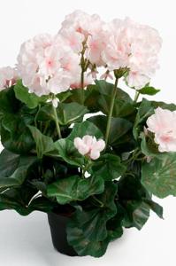 Pelargon - Lysrosa - 35 cm - www.frokenfraken.se