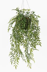 Ampelplante Hoya - 47 cm - www.frokenfraken.se