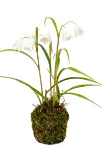 Fritillaria - Hvit - Kunstig Plante - 25 cm - www.frokenfraken.se