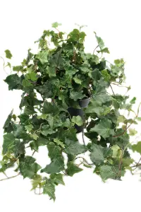 Eføy - Kunstig Plante - 75 cm - www.frokenfraken.se