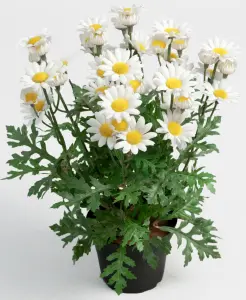 Prästekrage i potte - Naturtro Margeritt - www.frokenfraken.se