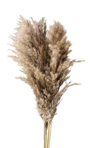 Torket Pampasgress - Vipp - Natur - 65/75 cm - 6-pakning - www.frokenfraken.se