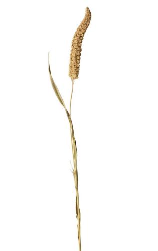 Torket Kavelhirs - 100g - Natur - 65/75 cm - www.frokenfraken.se