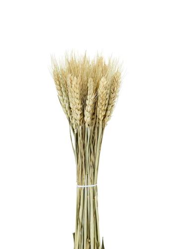 Torket hvete - 70g - Natur - 70/75 cm - www.frokenfraken.se