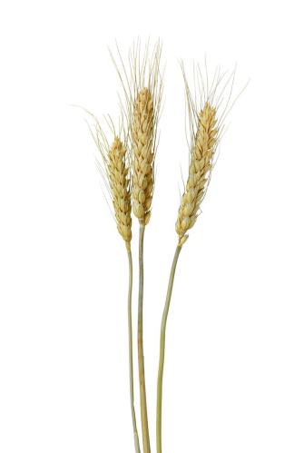 Torket hvete - 70g - Natur - 70/75 cm - www.frokenfraken.se