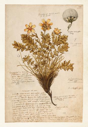 Plakat - Anno 1550 - 35 x 50 cm - www.frokenfraken.se