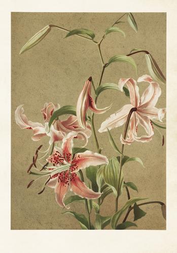 Plakat - Vintage - Lilja - 35 x 50 cm - www.frokenfraken.se