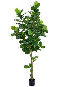 Fiolfikus - Konstvæxt - 210 cm - www.frokenfraken.se