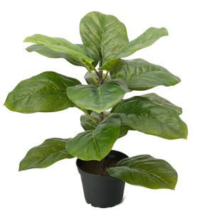 Fiolfikus - Kunstig Plante - 37 cm - www.frokenfraken.se