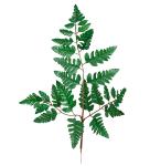 Lærblad - Grønt kunstig blad - 45 cm - www.frokenfraken.se