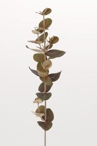 Eukalyptus - 40 cm - www.frokenfraken.se