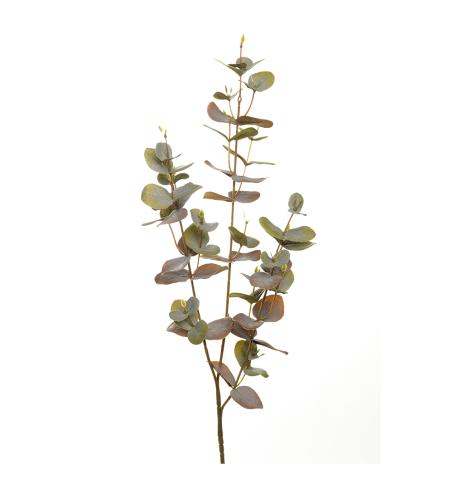 Eukalyptus - 70 cm - www.frokenfraken.se