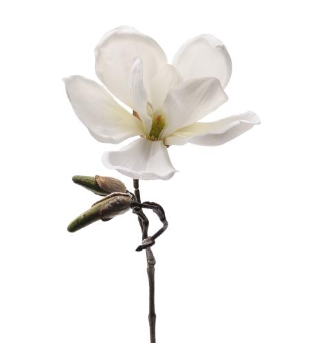 Magnolia - Hvit - 30 cm - www.frokenfraken.se