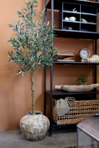 Oliventre – 170 cm - www.frokenfraken.se