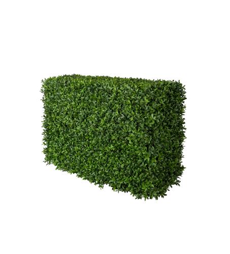 Buxbom - Hæck - 50 cm - www.frokenfraken.se
