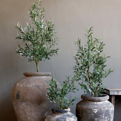 Oliventre – 170 cm - www.frokenfraken.se