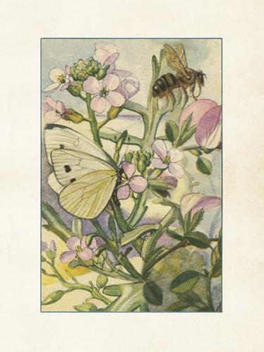 Plakat - Vintage - Sommerfugl & bie - 18 x 24 cm - www.frokenfraken.se
