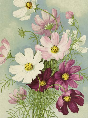 Plakat - Vintage - Rosenskära - 18 x 24 cm - www.frokenfraken.se