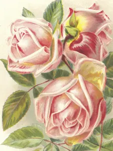 Plakat - Vintage - Roser - 18 x 24 cm - www.frokenfraken.se
