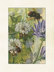 Plakat - Vintage - Humler - 18 x 24 cm - www.frokenfraken.se