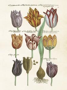 Plakat - Vintage - Tulipaner - 18 x 24 cm - www.frokenfraken.se