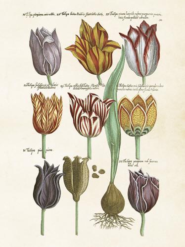 Plakat - Vintage - Tulipaner - 18 x 24 cm - www.frokenfraken.se